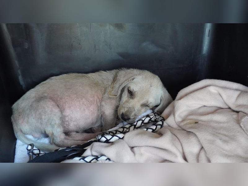 Eddi - fröhlicher Anfängerhund sucht liebevolles Zuhause
