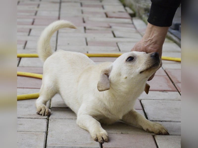 Eddi - fröhlicher Anfängerhund sucht liebevolles Zuhause