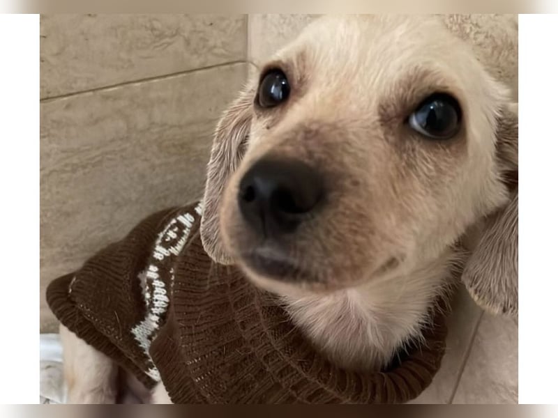 Eddi - fröhlicher Anfängerhund sucht liebevolles Zuhause