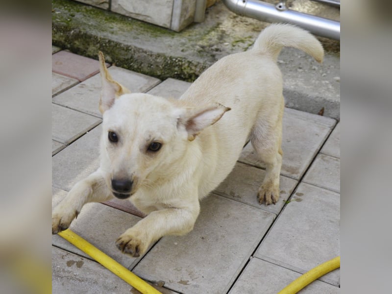Eddi - fröhlicher Anfängerhund sucht liebevolles Zuhause