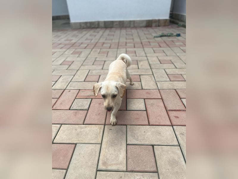 Eddi - fröhlicher Anfängerhund sucht liebevolles Zuhause