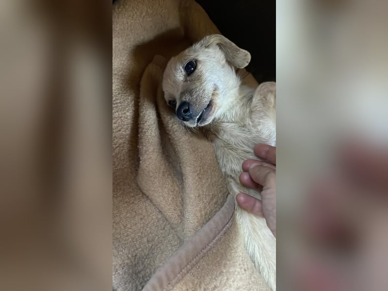 Eddi - fröhlicher Anfängerhund sucht liebevolles Zuhause