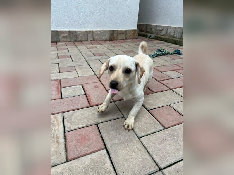 Eddi - fröhlicher Anfängerhund sucht liebevolles Zuhause