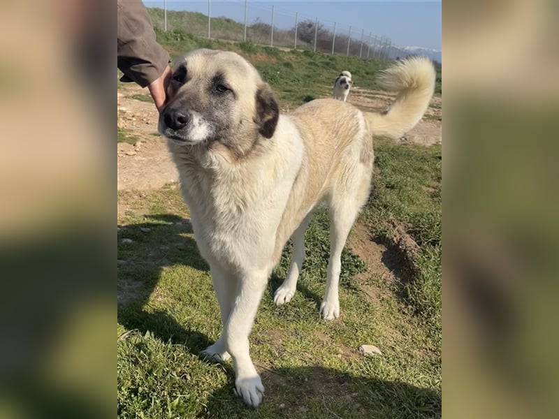 Orlando, geb. ca. 10/2018, lebt in GRIECHENLAND, auf einem Gelände, auf dem die Hunde notdürftig ver