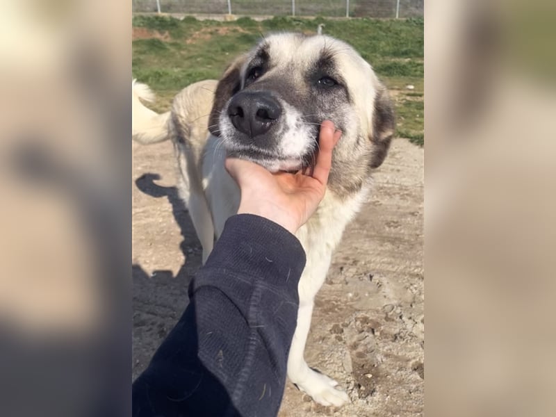 Orlando, geb. ca. 10/2018, lebt in GRIECHENLAND, auf einem Gelände, auf dem die Hunde notdürftig ver