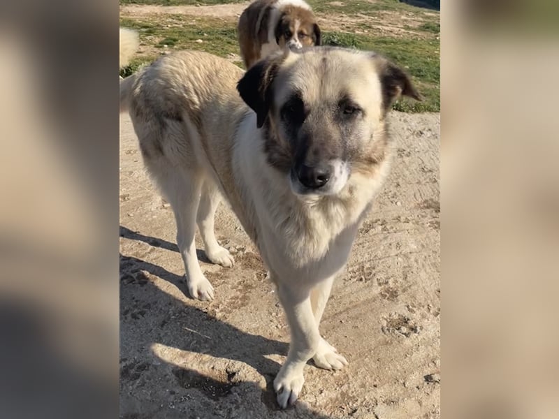 Orlando, geb. ca. 10/2018, lebt in GRIECHENLAND, auf einem Gelände, auf dem die Hunde notdürftig ver