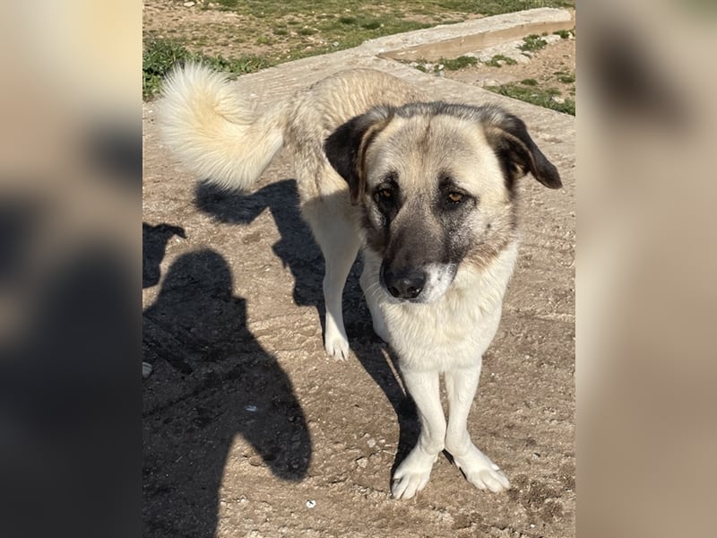 Orlando, geb. ca. 10/2018, lebt in GRIECHENLAND, auf einem Gelände, auf dem die Hunde notdürftig ver