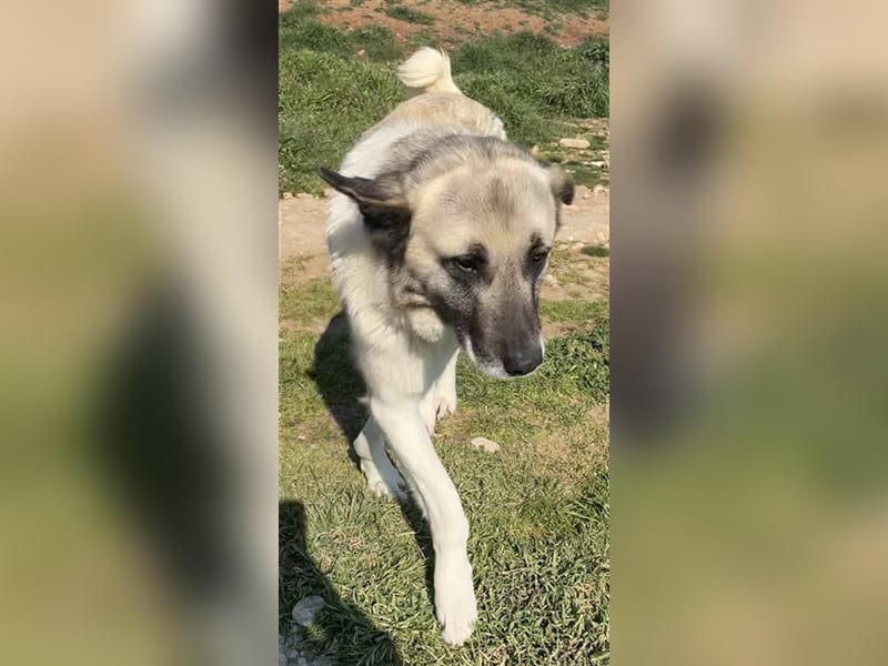Orlando, geb. ca. 10/2018, lebt in GRIECHENLAND, auf einem Gelände, auf dem die Hunde notdürftig ver