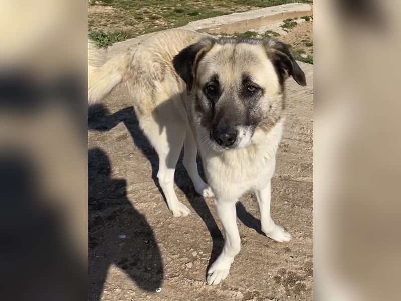 Orlando, geb. ca. 10/2018, lebt in GRIECHENLAND, auf einem Gelände, auf dem die Hunde notdürftig ver