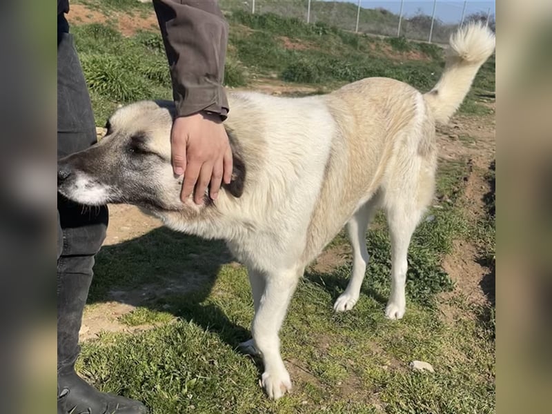 Orlando, geb. ca. 10/2018, lebt in GRIECHENLAND, auf einem Gelände, auf dem die Hunde notdürftig ver