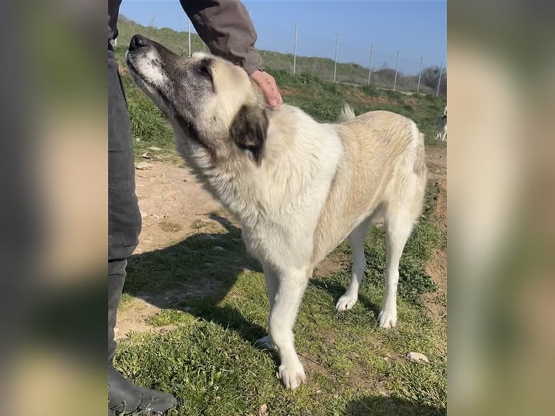 Orlando, geb. ca. 10/2018, lebt in GRIECHENLAND, auf einem Gelände, auf dem die Hunde notdürftig ver
