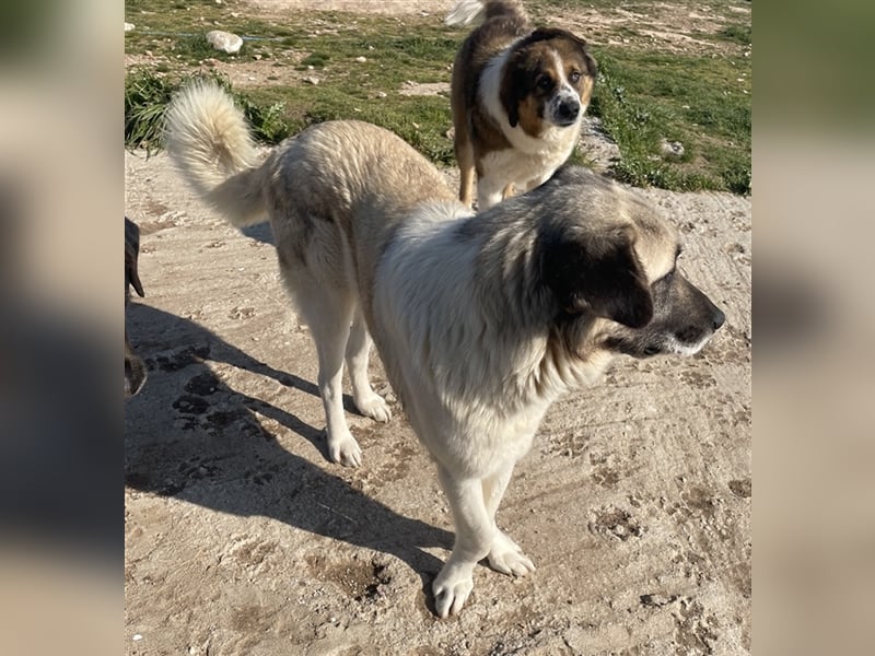 Orlando, geb. ca. 10/2018, lebt in GRIECHENLAND, auf einem Gelände, auf dem die Hunde notdürftig ver