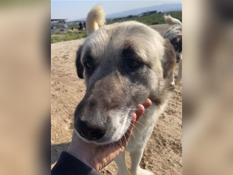 Orlando, geb. ca. 10/2018, lebt in GRIECHENLAND, auf einem Gelände, auf dem die Hunde notdürftig ver