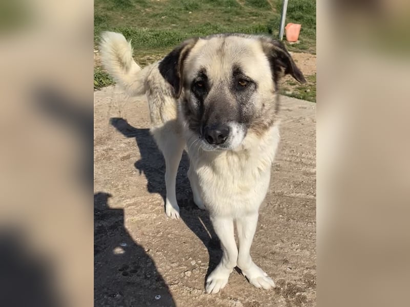 Orlando, geb. ca. 10/2018, lebt in GRIECHENLAND, auf einem Gelände, auf dem die Hunde notdürftig ver
