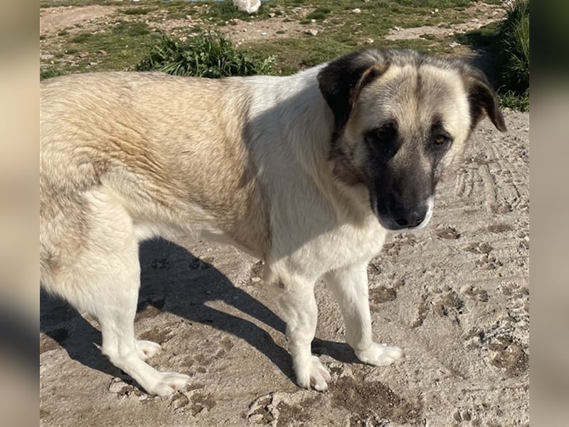 Orlando, geb. ca. 10/2018, lebt in GRIECHENLAND, auf einem Gelände, auf dem die Hunde notdürftig ver