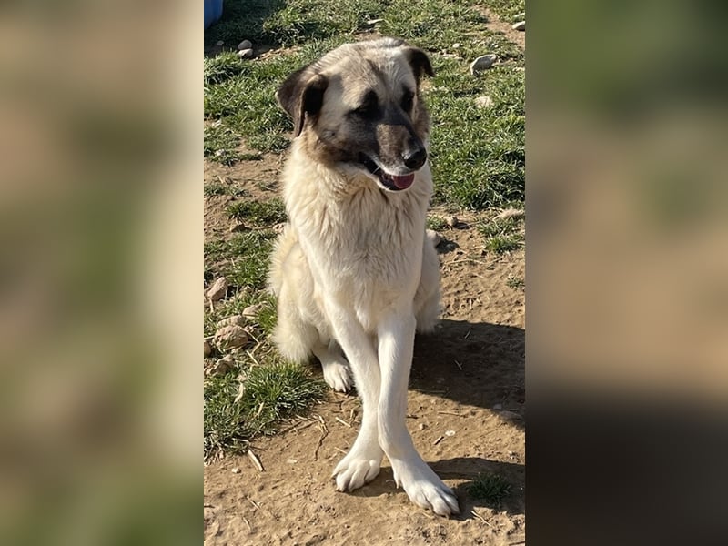 Orlando, geb. ca. 10/2018, lebt in GRIECHENLAND, auf einem Gelände, auf dem die Hunde notdürftig ver