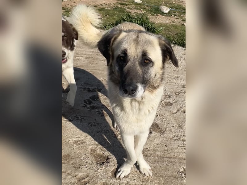 Orlando, geb. ca. 10/2018, lebt in GRIECHENLAND, auf einem Gelände, auf dem die Hunde notdürftig ver