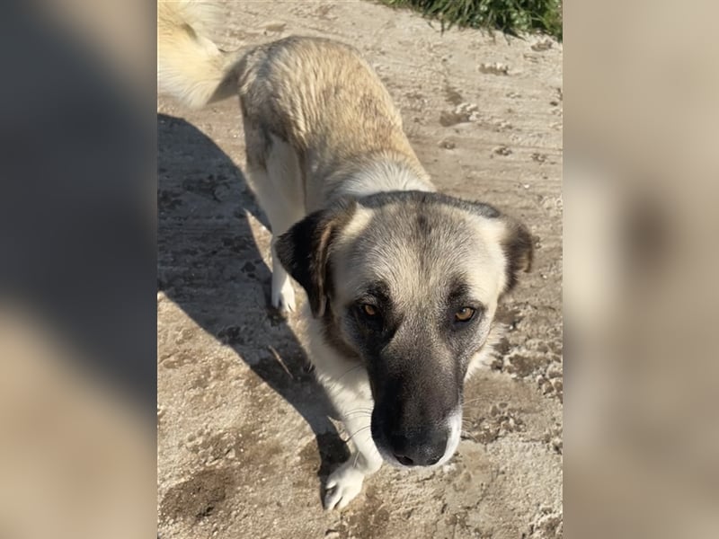 Orlando, geb. ca. 10/2018, lebt in GRIECHENLAND, auf einem Gelände, auf dem die Hunde notdürftig ver
