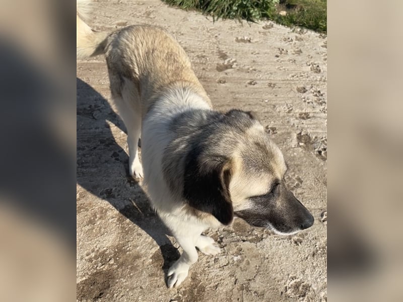Orlando, geb. ca. 10/2018, lebt in GRIECHENLAND, auf einem Gelände, auf dem die Hunde notdürftig ver