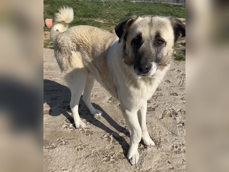Orlando, geb. ca. 10/2018, lebt in GRIECHENLAND, auf einem Gelände, auf dem die Hunde notdürftig ver