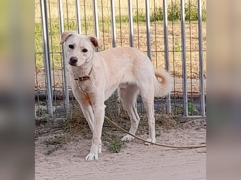 Angsthäschen Henry 3 J., kastr., sucht sensibles hundeerfahrenes ländliches Traumzuhause !