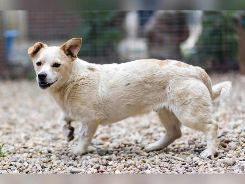 SPARKIE-wünscht sich nichts mehr, als ein Leben lang sicher und behütet zu sein.