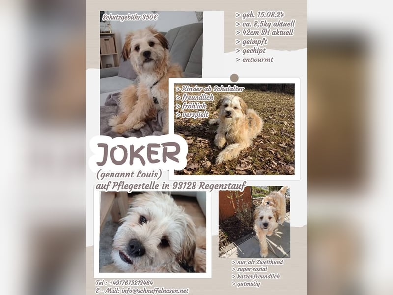 93128 Regenstauf - Joker sucht Zweithund