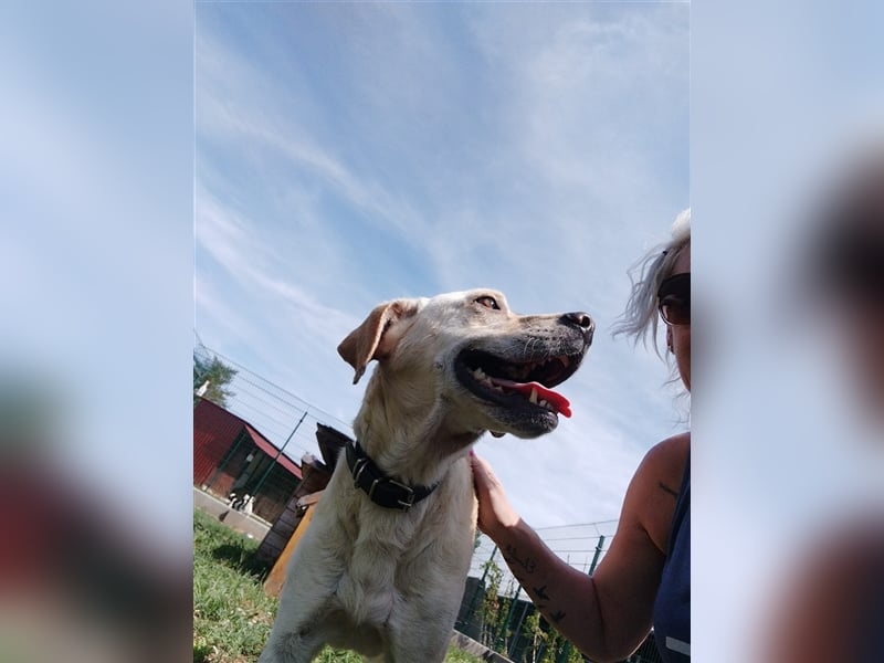 Freundlich lächelnder Igrici, evtl. Labbi Mix ?, sehnt sich nach eigener Familie !