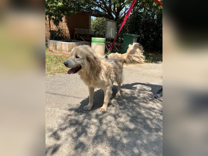 Medo - Herzenshund sucht liebevolles Zuhause