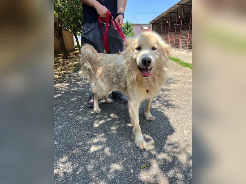 Medo - Herzenshund sucht liebevolles Zuhause