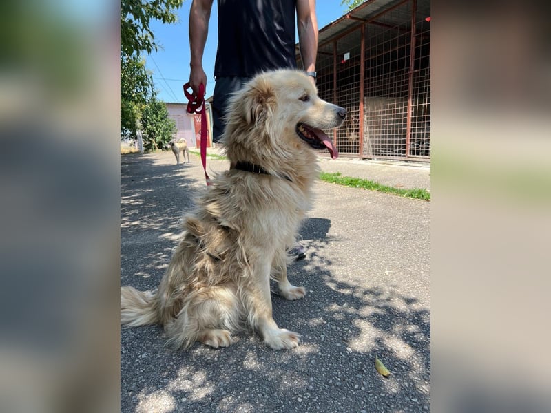 Medo - Herzenshund sucht liebevolles Zuhause