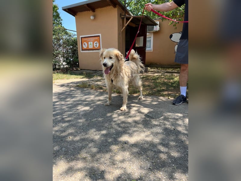 Medo - Herzenshund sucht liebevolles Zuhause