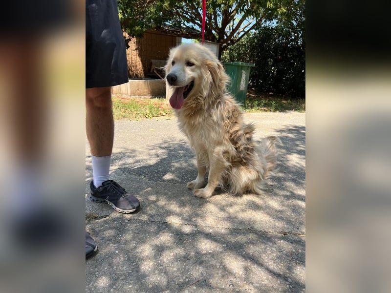 Medo - Herzenshund sucht liebevolles Zuhause