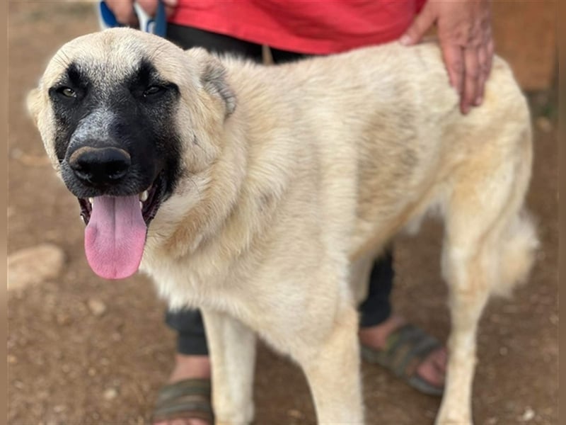 Romero, geb. ca. 12/2021, lebt in GRIECHENLAND, auf einem Gelände, auf dem die Hunde notdürftig vers