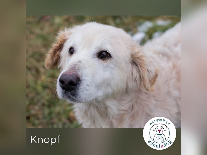 Knopf: Sucht ein Zuhause