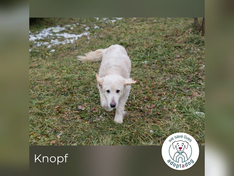 Knopf: Sucht ein Zuhause