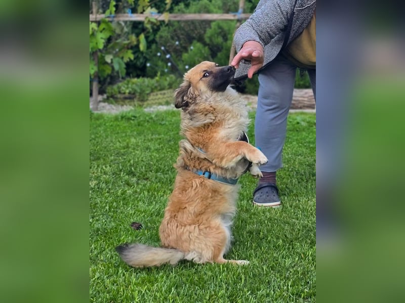 Fritz sucht ein Zuhause