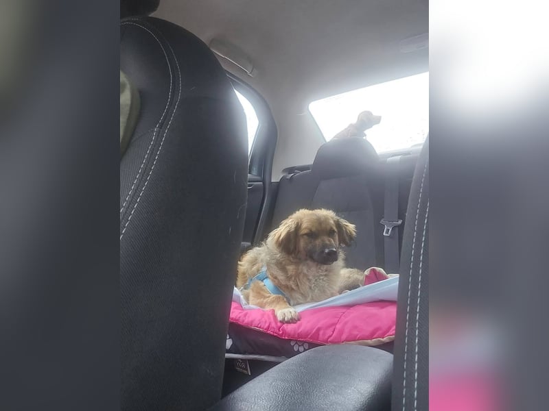 Fritz sucht ein Zuhause