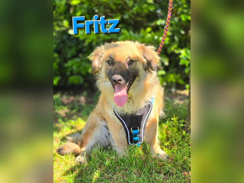 Fritz sucht ein Zuhause