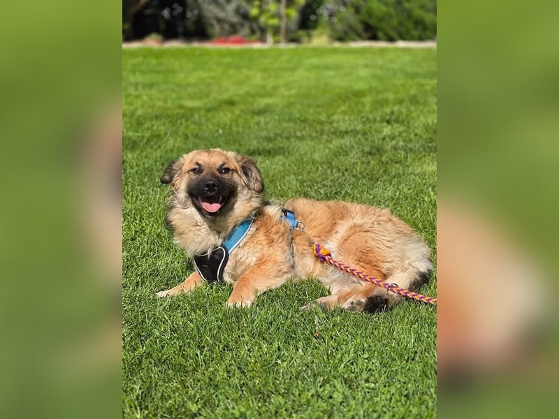 Fritz sucht ein Zuhause