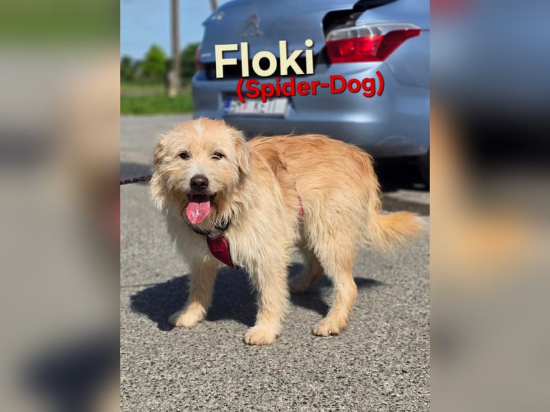 Floki sucht ein Zuhause