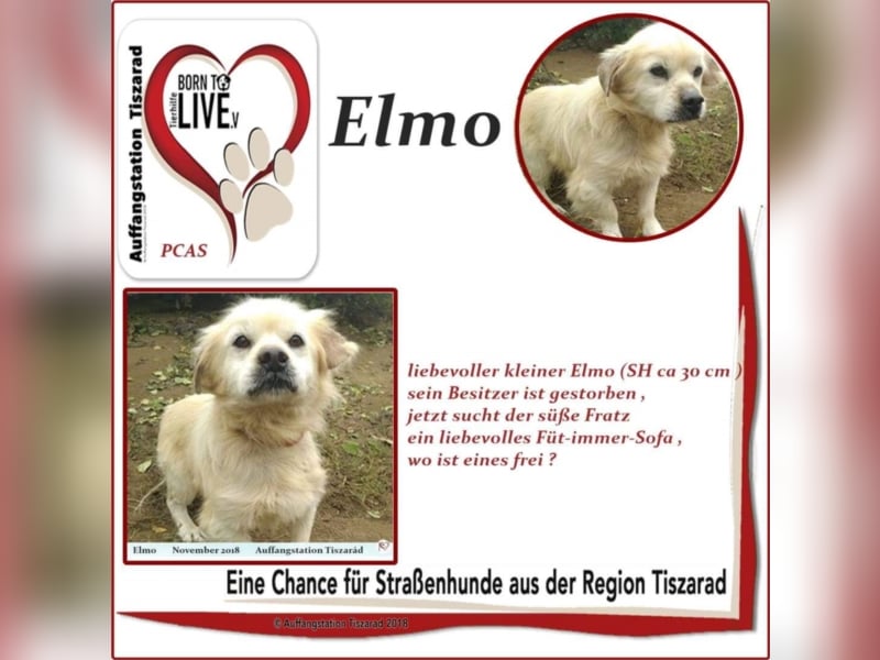 Elmo