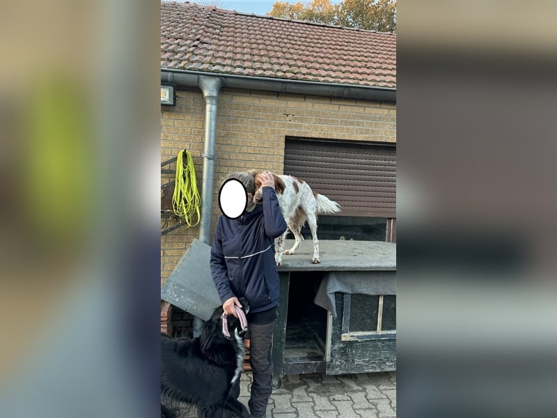 Pet möchte ein toller Begleiter werden