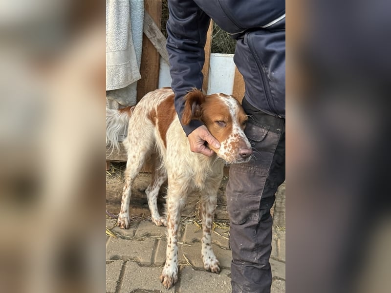 Pet möchte ein toller Begleiter werden