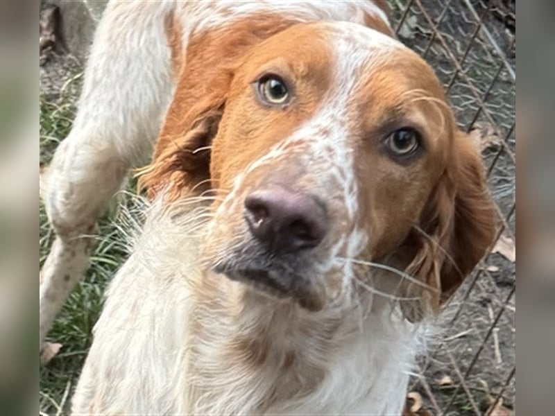 Pet möchte ein toller Begleiter werden