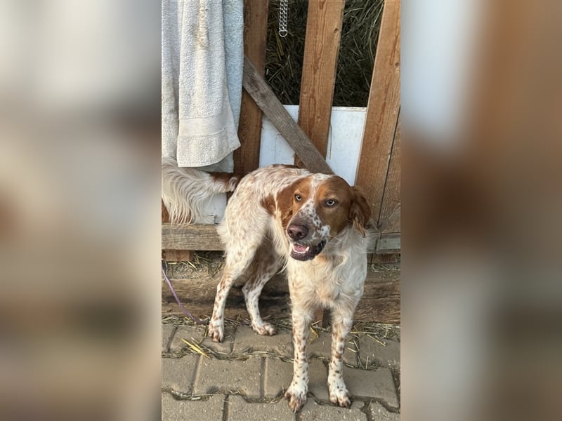Pet möchte ein toller Begleiter werden