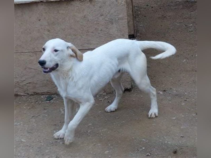 Matthias der Familienhund