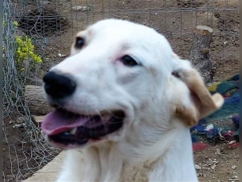 Matthias der Familienhund