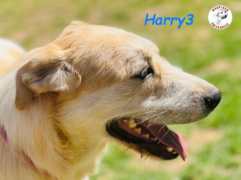 Harry3 07/2022 (ESP) - angenehmer und menschenbezogener Rüde!
