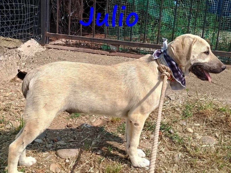 Julio geb. 12/2024 (GRC) - ausgeglichener und sozialer Welpe!